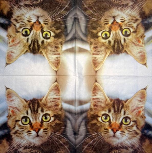 999.085 Cats (85)